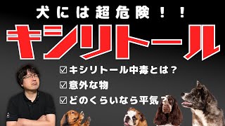 犬には猛毒‼️食べてしまうと命の危険も…意外な物にも含まれているキシリトールをペットショップ店長が解説します！