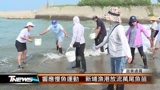 響應慢魚運動  新埔漁港放流萬尾魚苗│T-NEWS聯播網