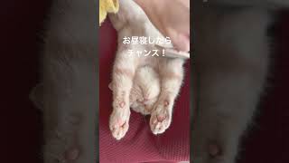 子猫のお昼寝　もっちゃん爆睡#こねこ #猫のいる暮らし #ねこ部 #ねこ動画 #エキゾチックショートヘアー