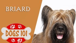 Dogs 101 - BRIARD - Top Dog Facts About the BRIARD