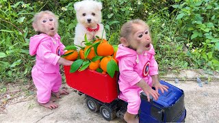Bu Bu and Amee dog harvest oranges to make orange juice
