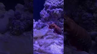 Mantis Shrimp Gives First Aid to Pipi Shrimp# Shorts