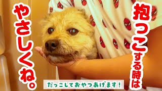 抱っこ嫌いの子犬をだっこできた！褒めてなでておやつをあげちゃいます！