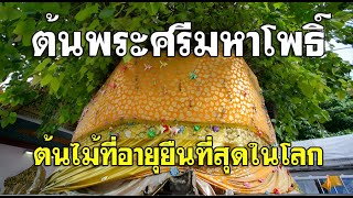 ต้นพระศรีมหาโพธิ์ ต้นไม้ที่อายุยืนที่สุดในโลก