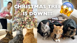 My Cats Took Down The Christmas Tree! 😱