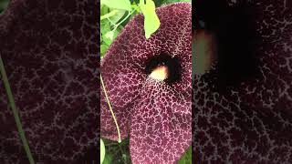 Aristolochia Macrophylla or Dutchman’s PipeVine House Plant | GardenArcX | X8 #shorts