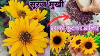 Tips For Sunflower ||  सूरज मुखी के ज्यदा फूल पाने के लिए करें यह काम || Bishnu's Garden