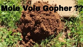 Is it a Mole Vole or Gopher : How to Tell by Their Mounds
