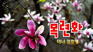 [우리가곡] 목련화/ 테너 엄정행(가사자막)