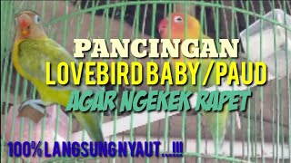 media hobi: PANCINGAN LOVEBIRD BABY/PAUD AGAR NGEKEK JEDA RAPAT // MASTERAN BURUNG LOVEBIRD 2021