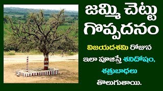 Jammi Chettu Visistatha | జమ్మి చెట్టు గొప్పదనం |శమీ వృక్ష పూజ విశిష్టత | Telugu Pravachanams