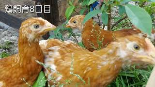 【鶏飼育】飼育8日目になりましたが、もう屋外に探検に出かけています！