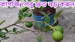 টবে কাগজি লেবু চাষ পদ্ধতি | citrus fruit drop and solution | লেবু গাছের ফুল-ফল ঝরে যাওয়ার প্রতিকার