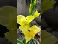 gladiolus bulbs ⚘🌼 growth update sword lily flower bulbs organic gardening shorts