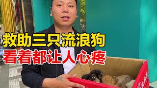 为了救助三只被遗弃的小狗狗，开车两百多公里前往，通过大超的努力总算是救活了！【大超走四方】