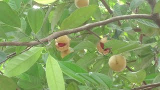 Ripe nutmeg \u0026 nutmace(പഴുത്ത /വിളഞ്ഞ ജാതിക്ക, ജാതിപത്രി)