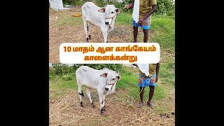 10 மாதம் ஆன காங்கேயம் காளைக்கன்று #காங்கேயம் #kangayam #showquality #குறிப்பு #கண்ணபுரம்