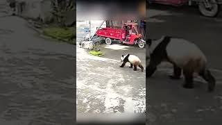 野生大熊猫出来逛街了 #搞笑 #panda #funny #搞笑 #animals #cute #fubao #zoo #pets #funnyanimals #cutepanda