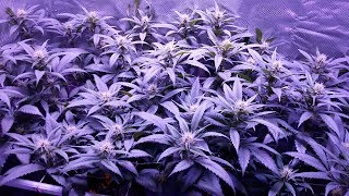 Higrow 600 watt Indoor Scrog Grow Part 4