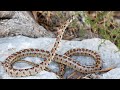 wild italian leopard snake zamenis situla locomotion