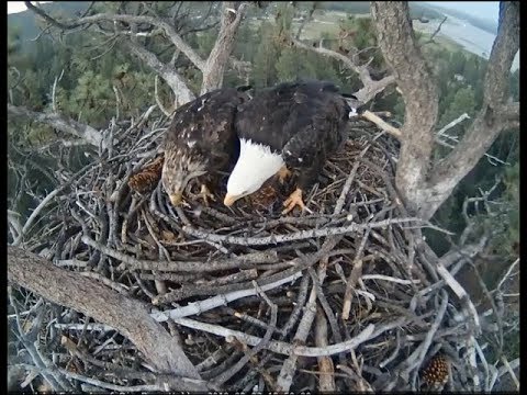 Big Bear Eagle Cam ~ Mrs BB Watching Shadow Work On Nest 8.2.18 - YouTube