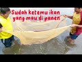 Panen ikan arwana super red.#panenarwana