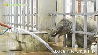 【東山動植物園公式】アジアゾウの赤ちゃん成長記（28）お水をもらってました《 アジアゾウ　ゾウ 》