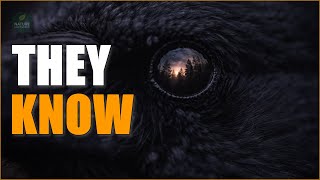 Crows Don’t Mourn — They Remember