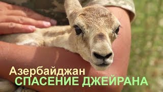 Спасение джейрана - Научно-популярный фильм | Film Studio Aves