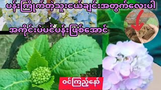 ပန်းကြိုက်တဲ့သူငယ်ချင်း(win channel)ကိုင်းကူးကိုင်းဆက်နည်းပညာ,EP,,18