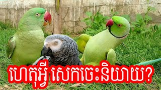 ហេតុអ្វីសេកចេះនិយាយ​ - Why Parrot Can Talk as Human - gris du gabon - mainates