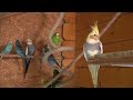 budgies singing and talking