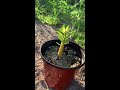 arabicum godji fz seedling arabicumgodjifz godjifz arabicumgoldenleaf arabicum goldenleaf