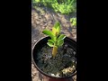 arabicum godji fz seedling arabicumgodjifz godjifz arabicumgoldenleaf arabicum goldenleaf