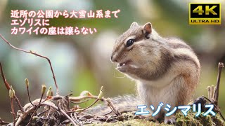 札幌に住んでいるエゾシマリス[4K][UltraHD]