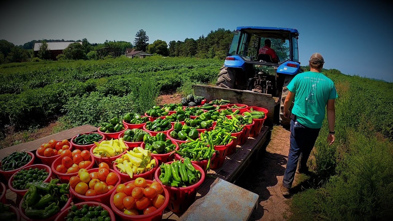 VEGETABLE FARMING IN 2021 - YouTube