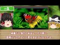 【ゆっくり解説】最強のチョウチョ「 オオムラサキ」の最強の理由