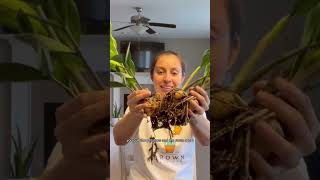 I think I can help with your ZZ plant #plantcare #zzplant #plantlover