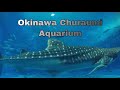 Okinawa Churaumi Aquarium | Second biggest Aquarium in the world | Summer Sky Travels