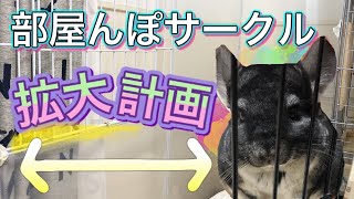 【チンチラ】部屋んぽサークル拡大計画！ゆにちゃんの反応は！？