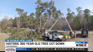 ‘Unfortunately, the tree must be removed’: Historic 300-year-old oak tree taken down in Chatham C...