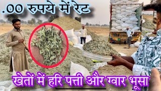 Hari Patti goat feed Informative। हरी पत्ती की पूरी जानकारी