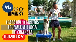 IUMIUKY: La iniciación de los cachorros en el mundo del Agility | Mediaset