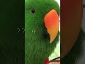 なんて言ってるか分からないけど可愛いオオハナインコさん【eclectus parrot】 shorts