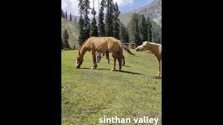 sinthan valley kishtwar#sinthan pass#brengi river#kishtwar