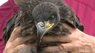 Once nearly extinct, New Jersey’s bald eagle population sees resurgence