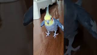 像上了發條的玩具雞🤣 #parrot #玄鳳鸚鵡 #cockatiel #宠物 #筐少爷