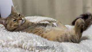 【猫動画】仰向けでくつろぐ猫にも悩みがあるようです