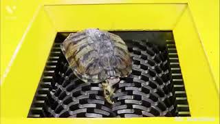 Turtle In Shredder? | Shredder Asmr video | Asmr Shredder Video | Never Do This | ASMR | #shorts