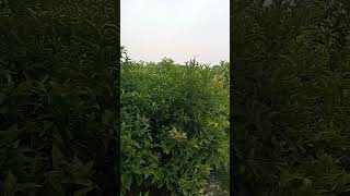 orange tree | orange tree growing | orange tree growing from seed